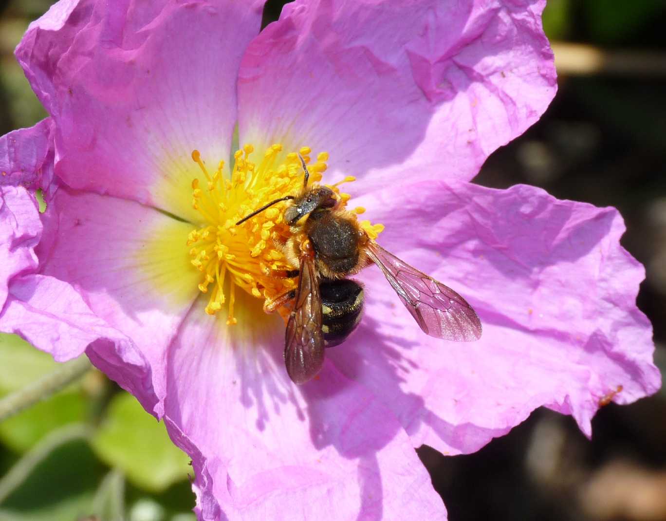 Anthidium sp.